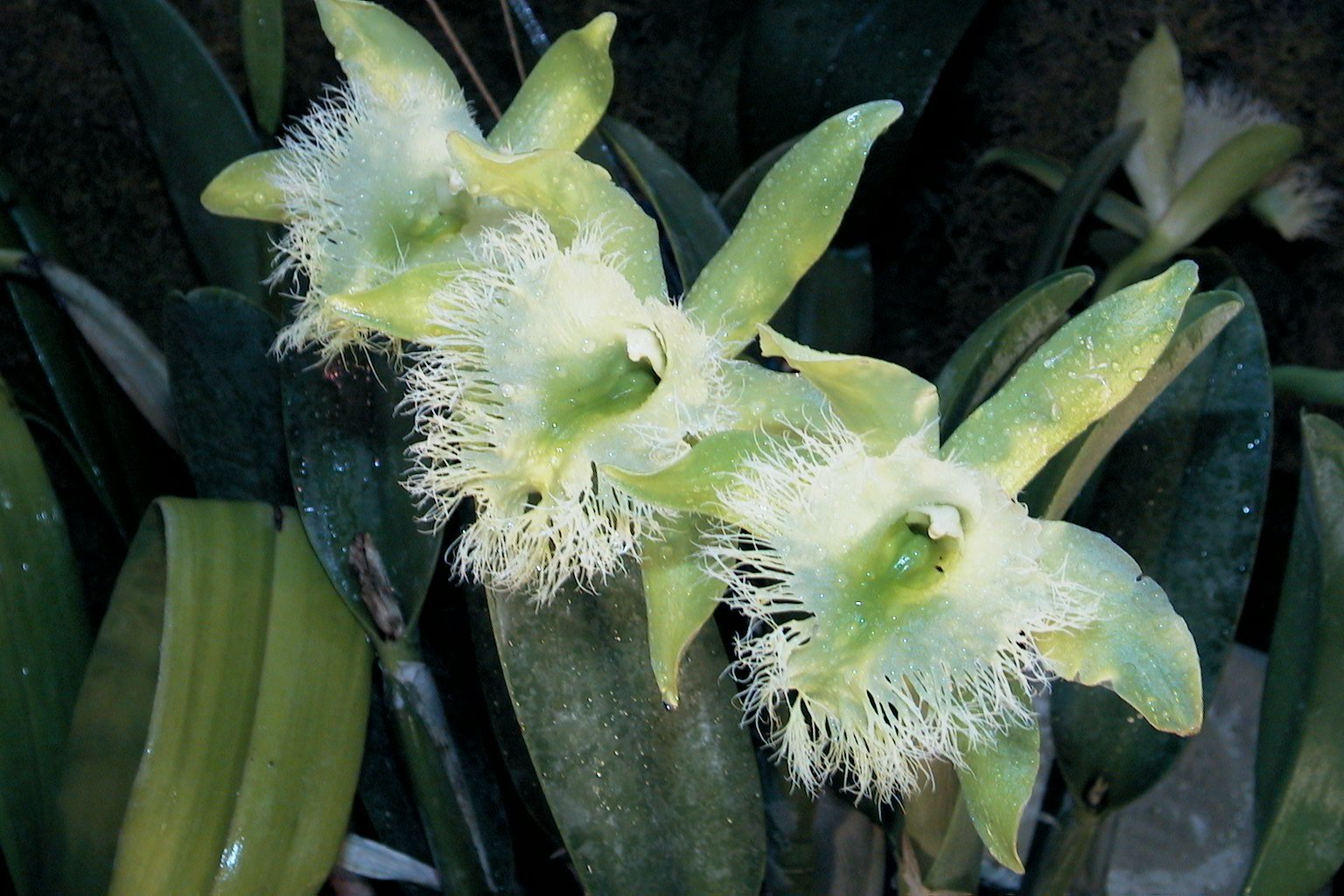 Brassavola digbyana fccaos