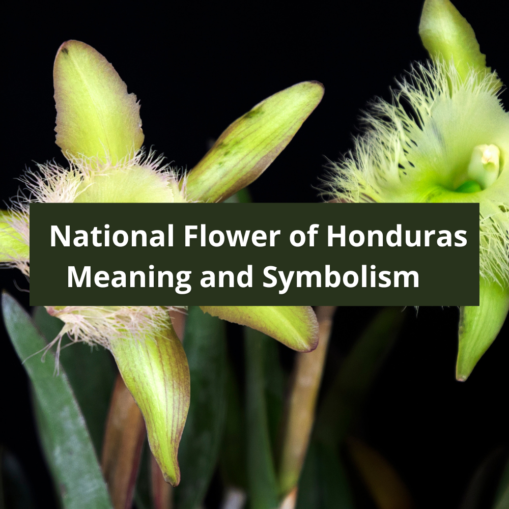 What is the national flower of honduras meaning and symbolism