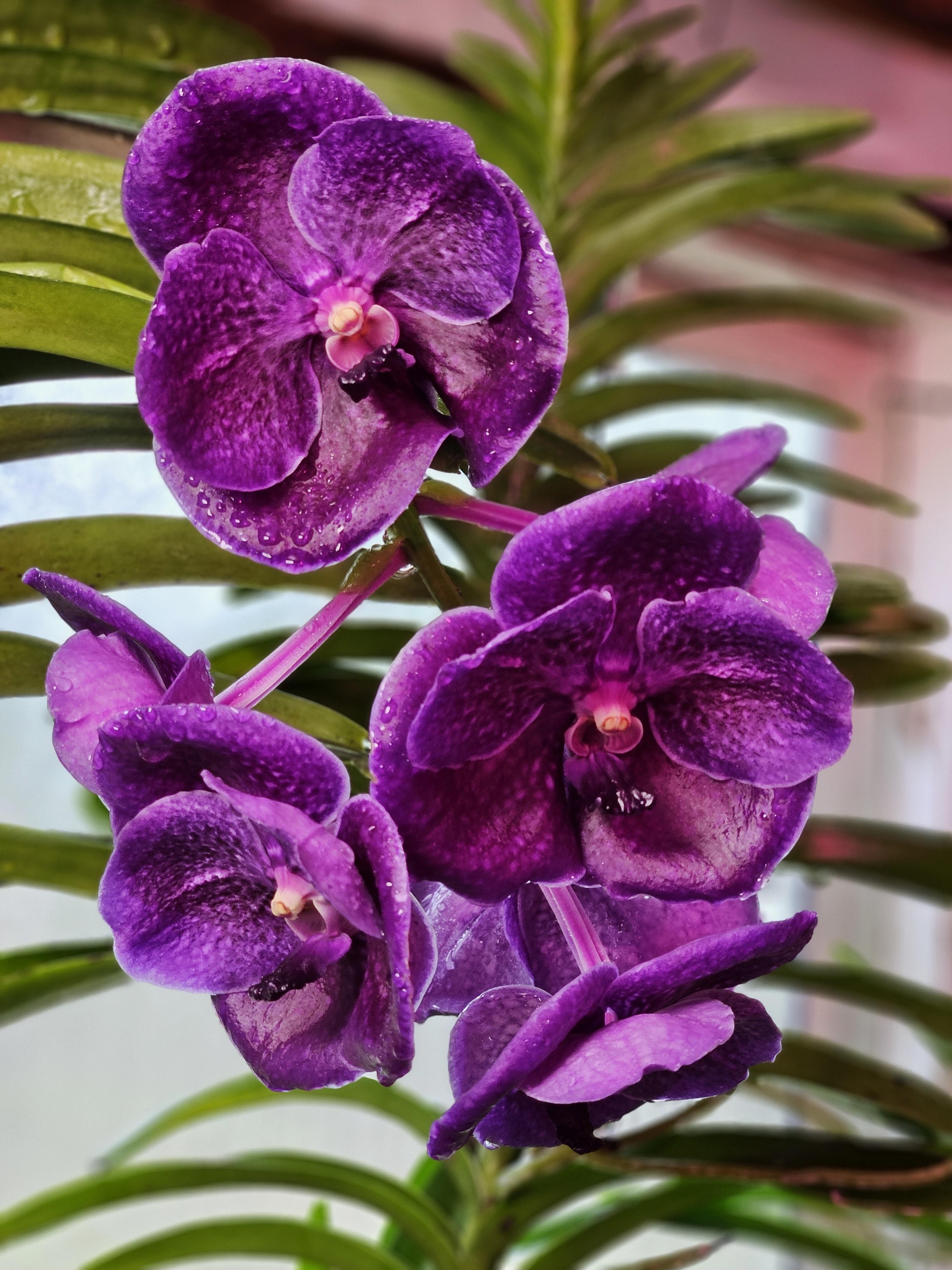 Rhyncholaelia digbyana
