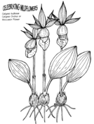 Orchid coloring pages free coloring pages