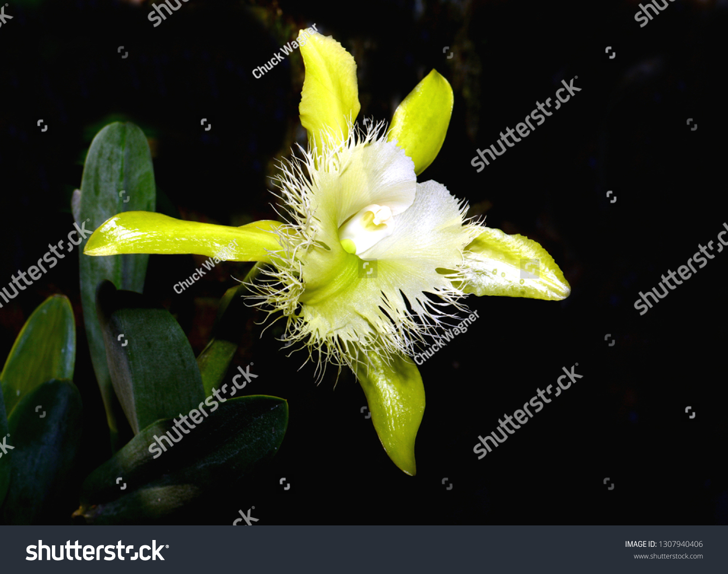 Cattleya brassavola rhyncholaelia digbyana dragonstone orchid stock photo