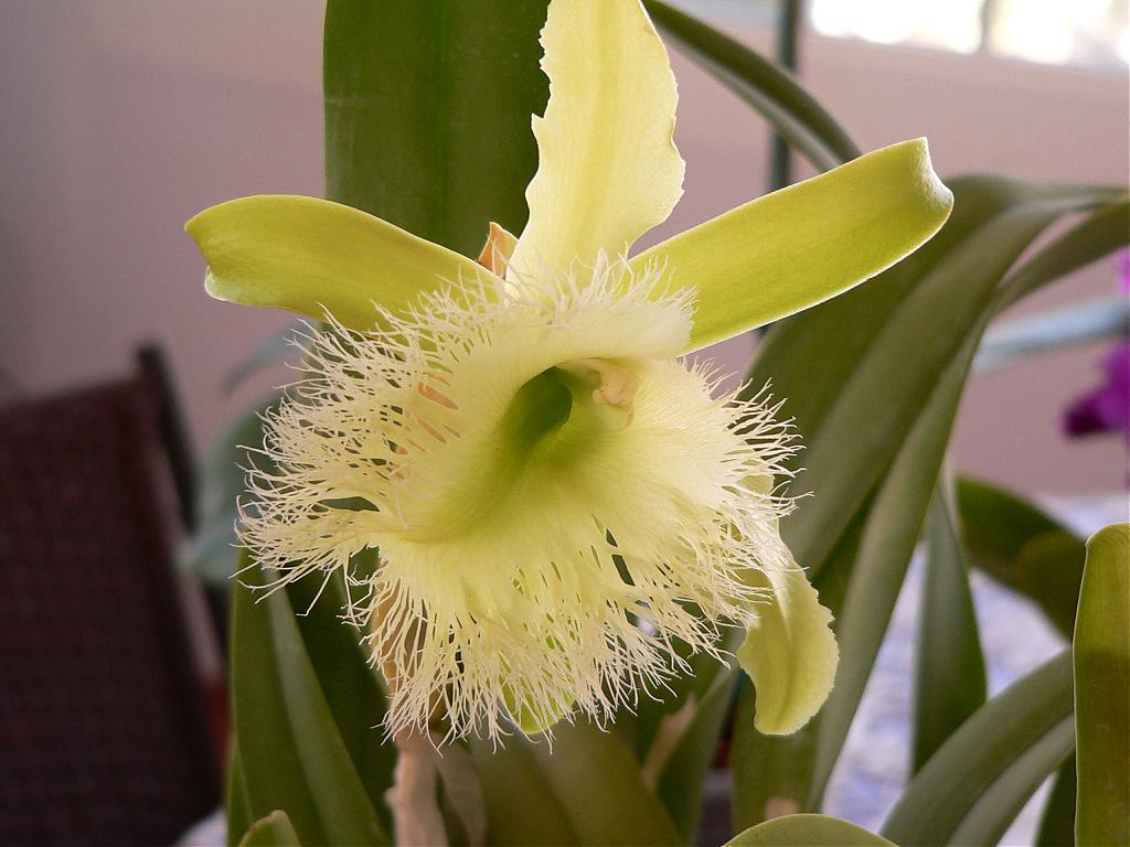 Brassavola digbyana