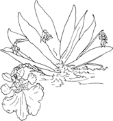 Orchid coloring pages free coloring pages
