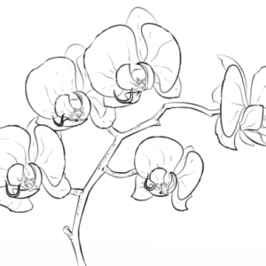 Orchid coloring pages printable for free download