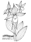 Orchid coloring pages free coloring pages
