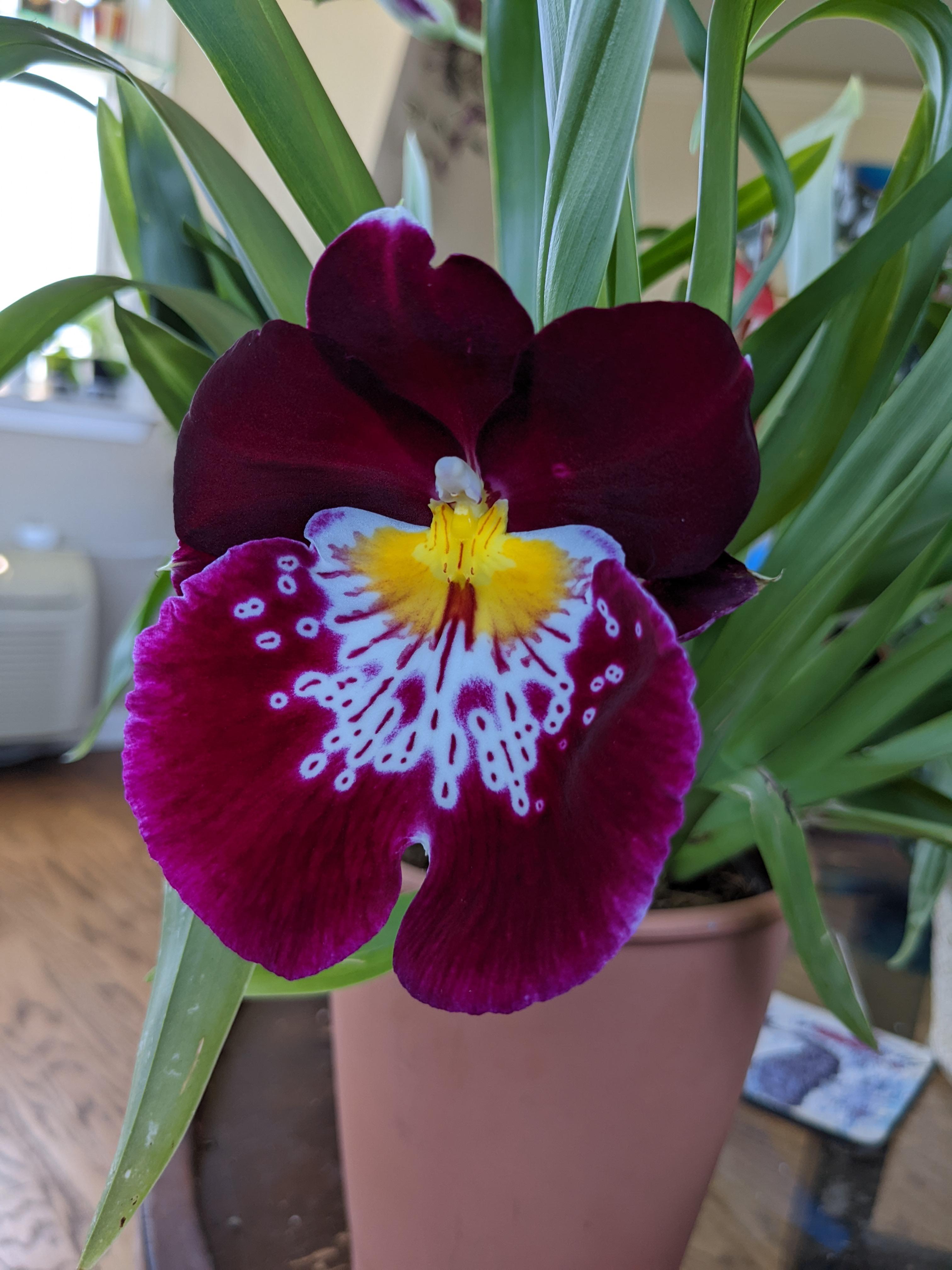 Rhyncholaelia digbyana
