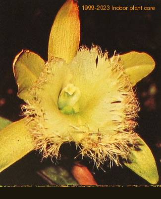 Brassavola digbyana