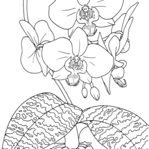 Orchid coloring pages printable for free download