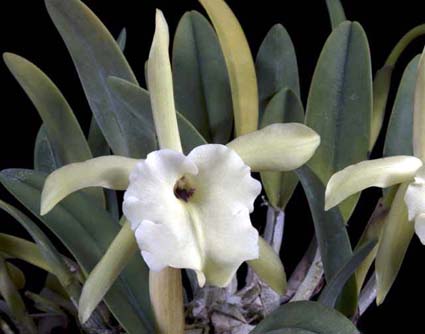Rhyncholaelia