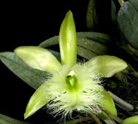 Rhyncholaelia digbyana