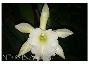 B aristocrat glauca jumbo x digbyana mrschase amaos