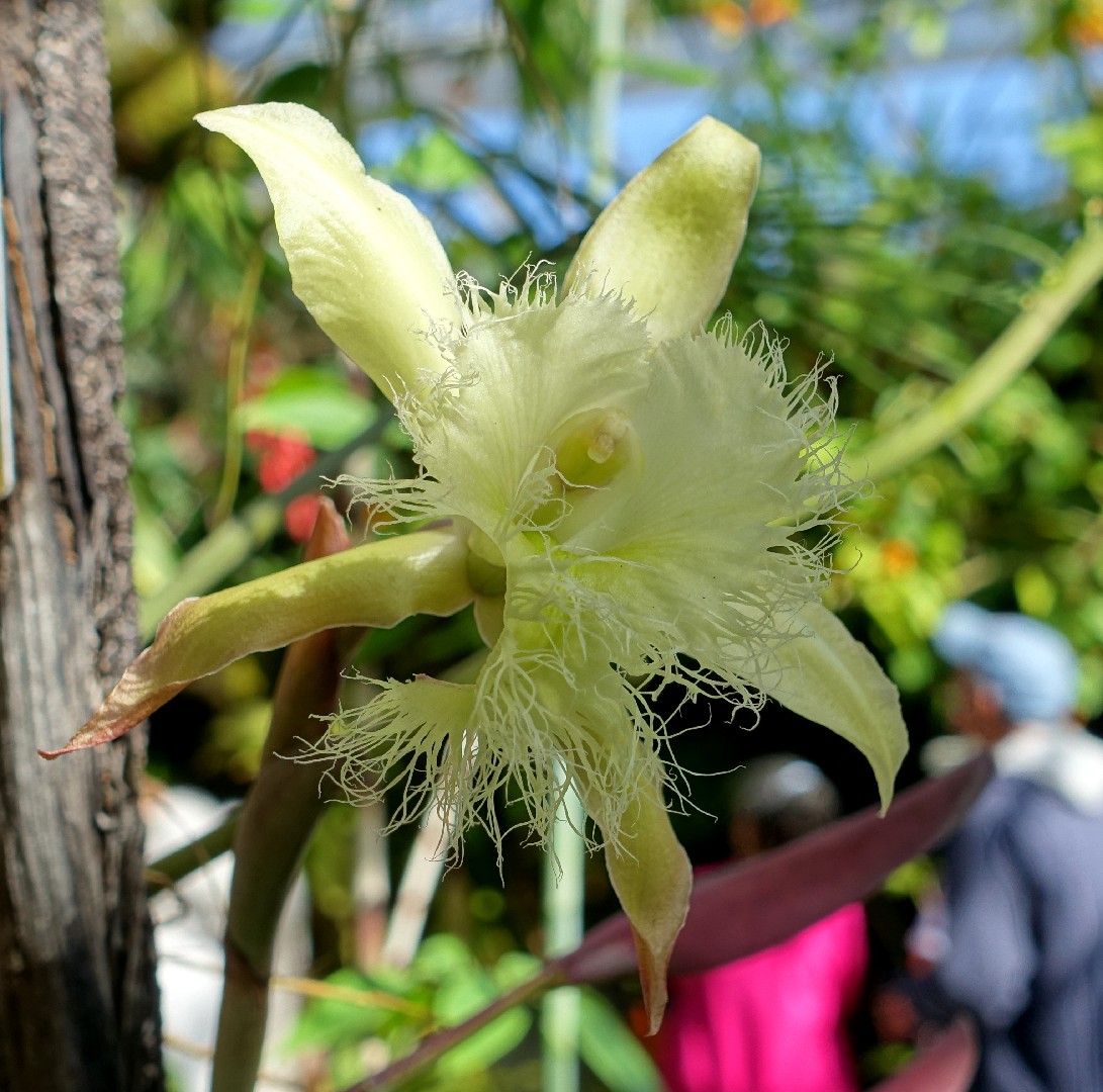 Digbys beaked laelia rhyncholaelia digbyana flower leaf care uses