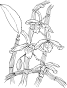 Orchid coloring pages free coloring pages