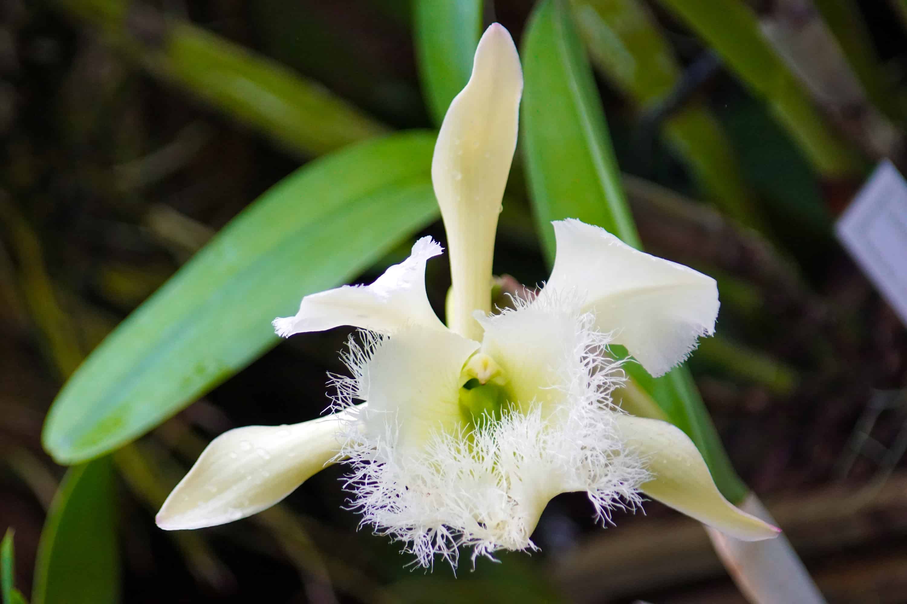 Discover the national flower of honduras rhyncholaelia digbyana
