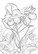 Orchid coloring pages free coloring pages