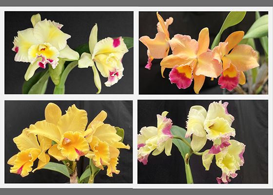 Rhyncholaeliocattleya kihei sunset at santa barbara orchid estate