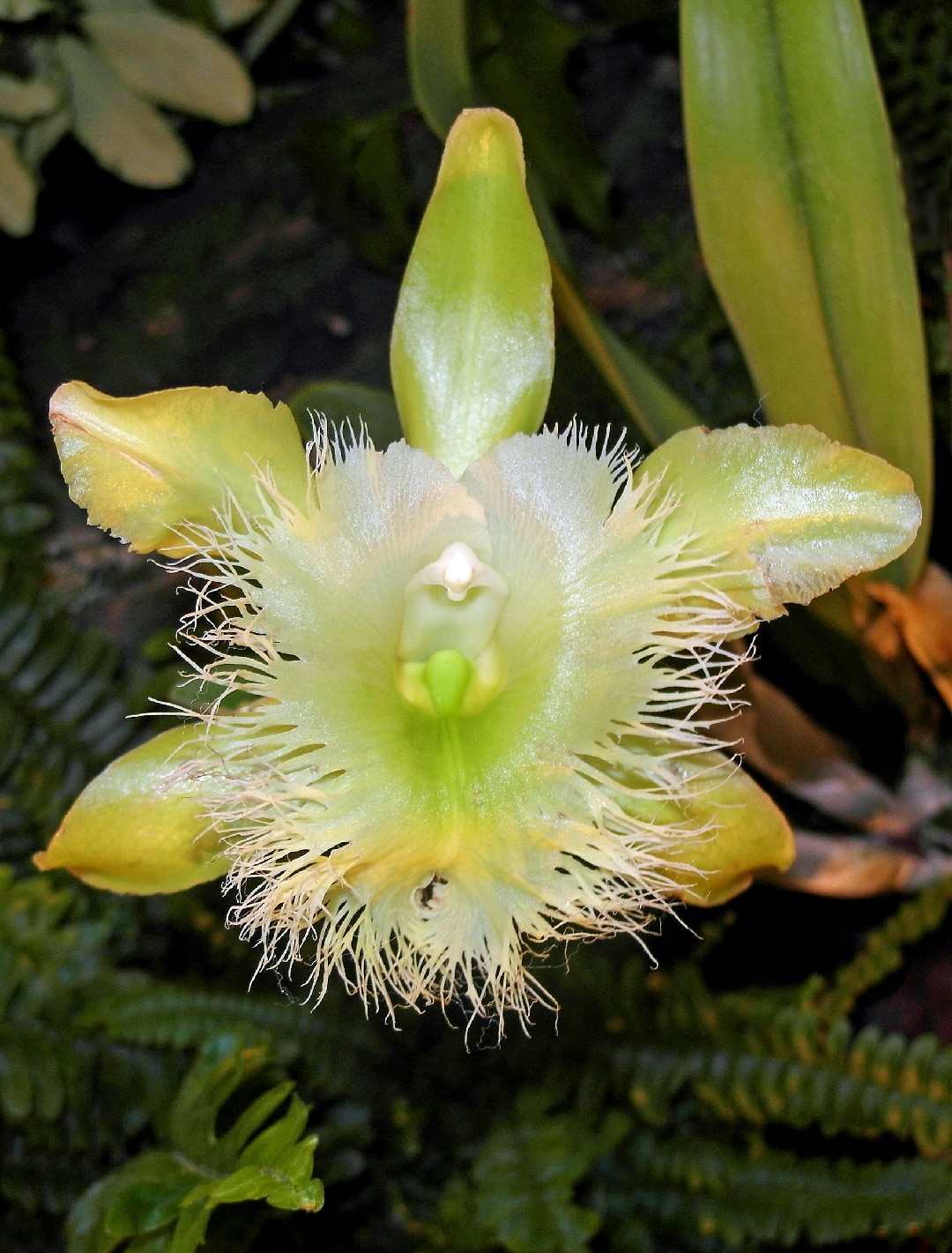 Digbys beaked laelia rhyncholaelia digbyana flower leaf care uses