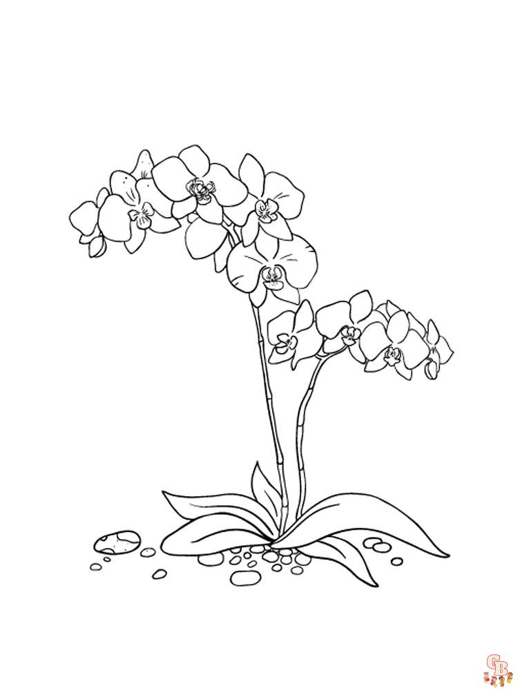 Explore the world of orchids with free printable coloring pages