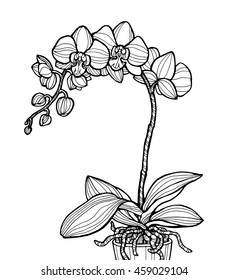 Exotic orchid flower isolated home plant stock vector royalty free