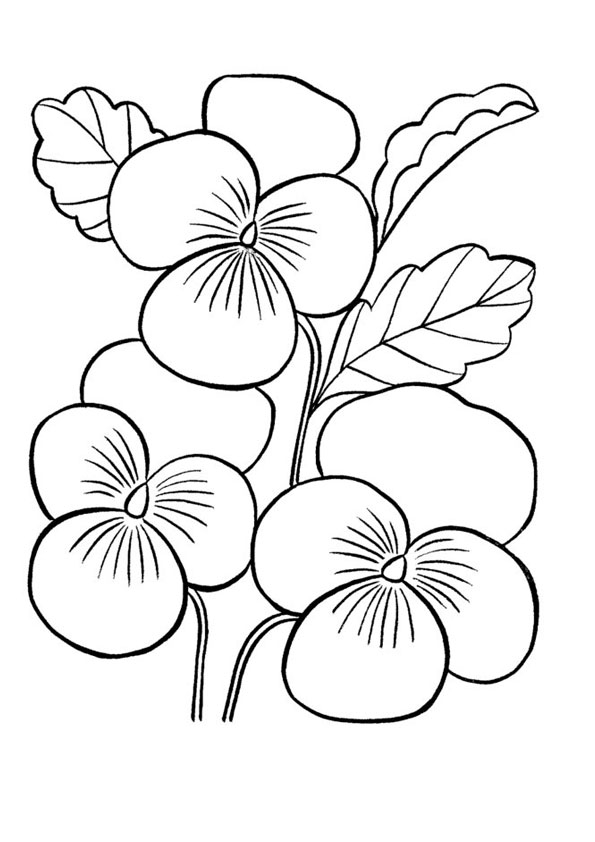 Coloring pages free orchid flower coloring pages