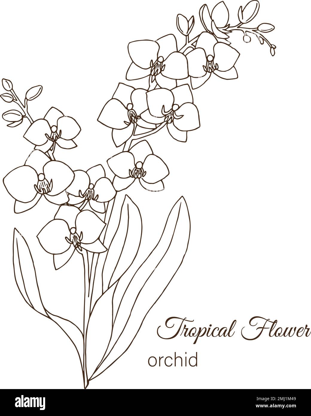 Vector illustration of tropical flower isolated on white background hand drawn orchid floral outline coloring page sketch style tropic design ele stock vector image art