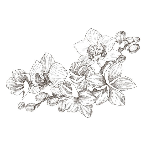 Hand drawn black outline bouquet with orchid and plumeria on a white background isolated highly detailed vector illustration beautiful exotic flower cymbidium for your logo position design stock illustration