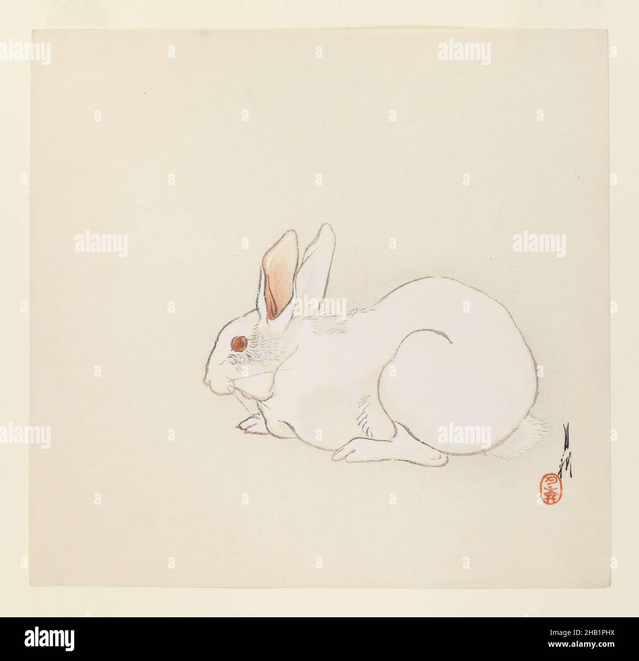 Orejas de conejo imprimir fotografãas e imãgen de alta roluciãn