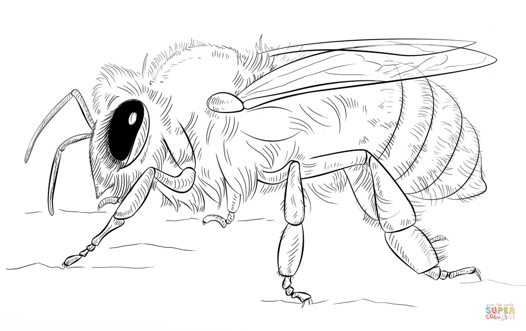 Honey bee coloring page free printable coloring pages
