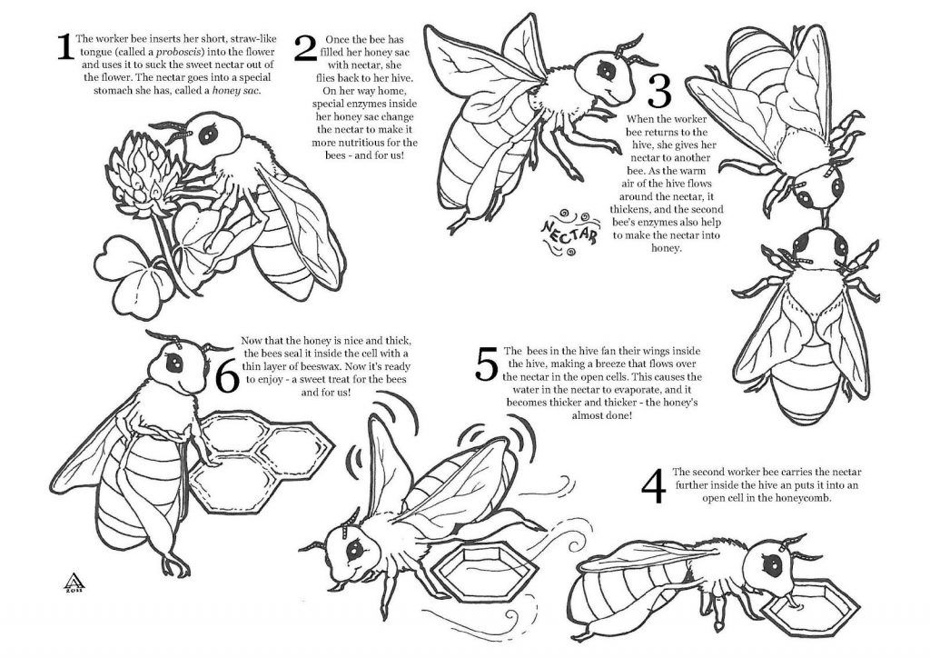 Printable coloring pages bee coloring pages bee activities insect coloring pages