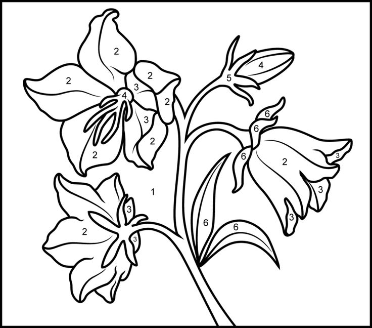 Bellflower