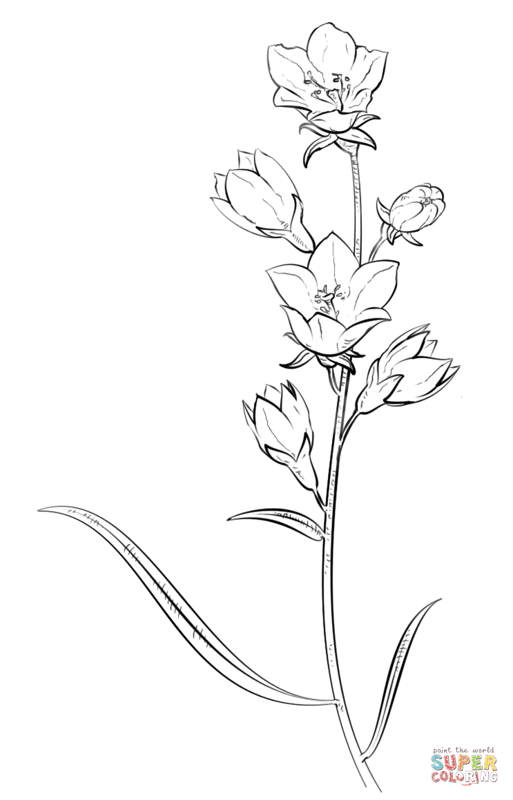 Bell flower coloring page free printable coloring pages