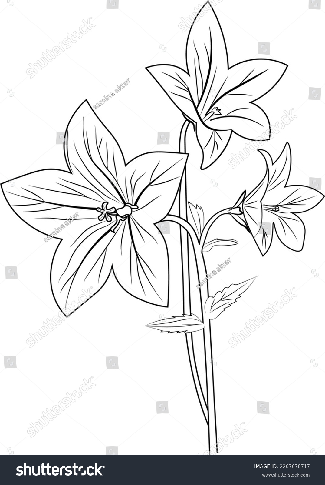 Realistic flower coloring pages illustration bellflower stock