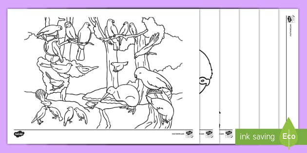 New zealand native birds louring page teacher made