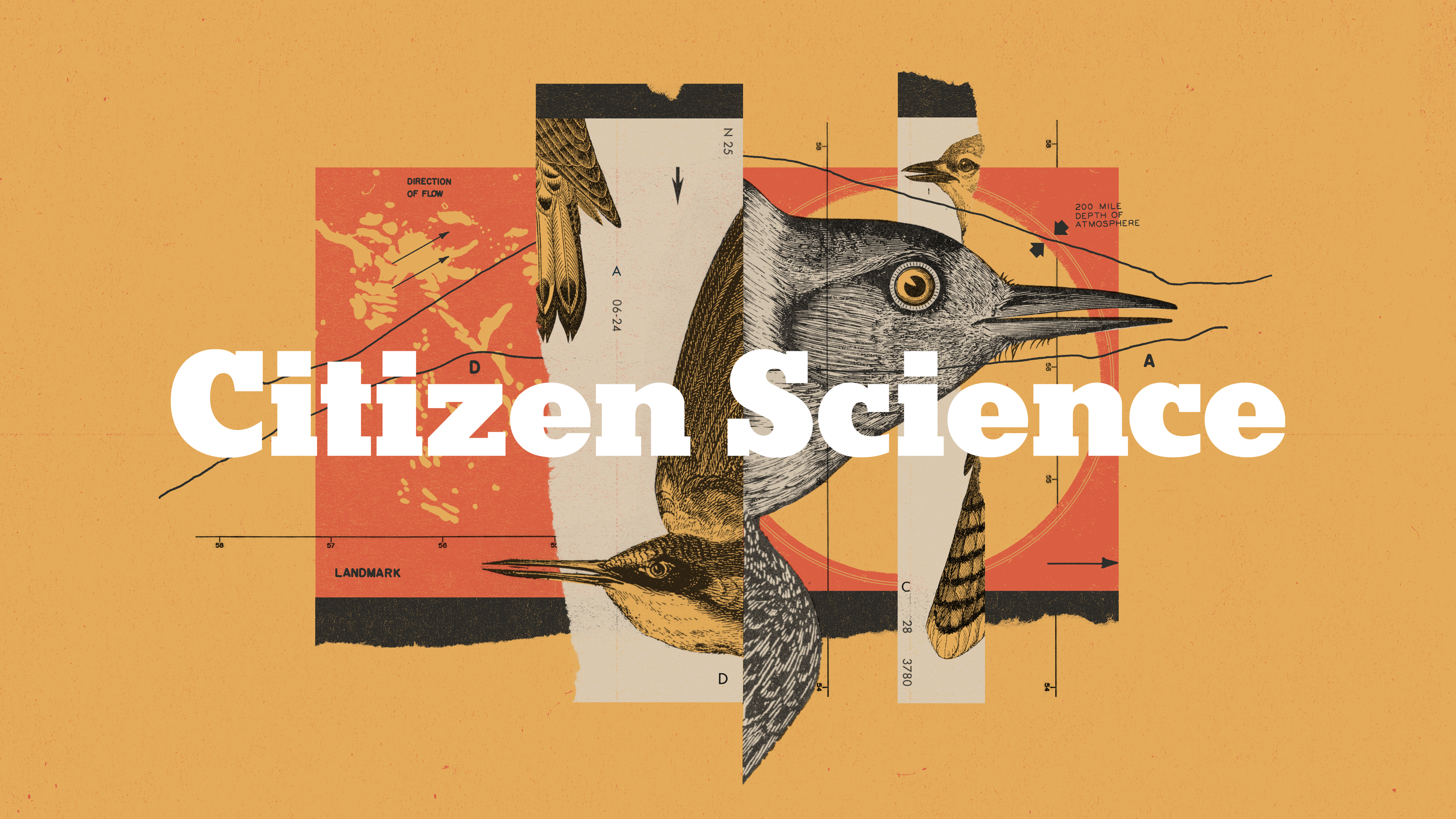 We helped scientists track birds this summer