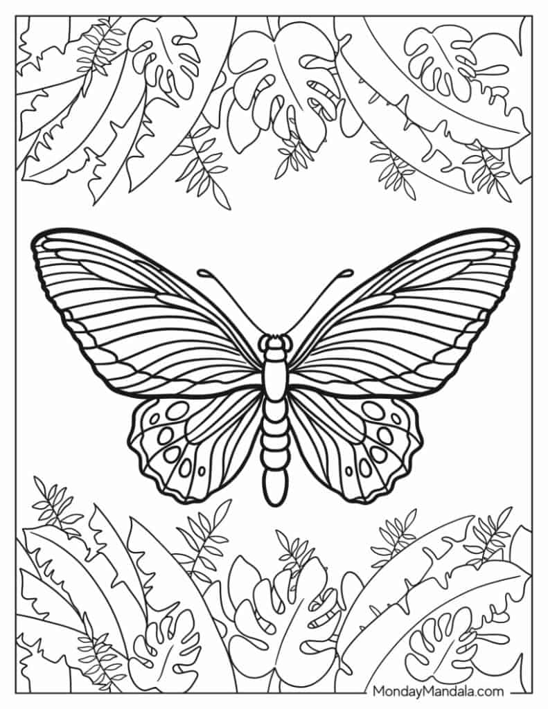 Butterfly coloring pages free pdf printables