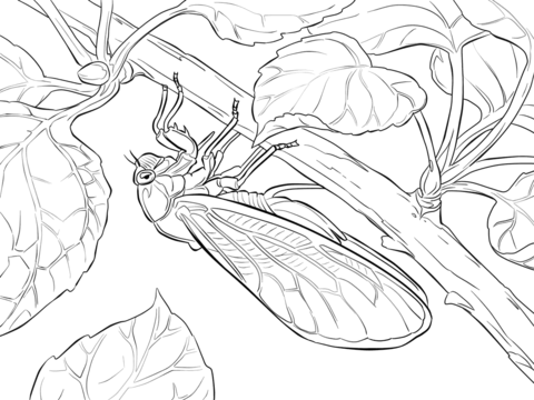 Pharaoh cicada coloring page free printable coloring pages