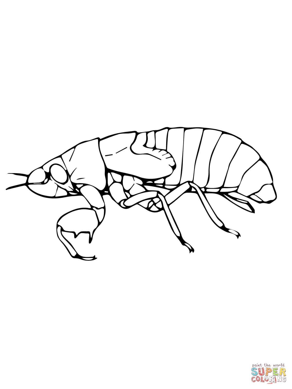 Cicada nymph coloring page free printable coloring pages