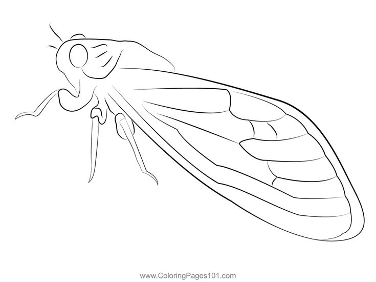 Cicada final coloring page coloring pages color cicada