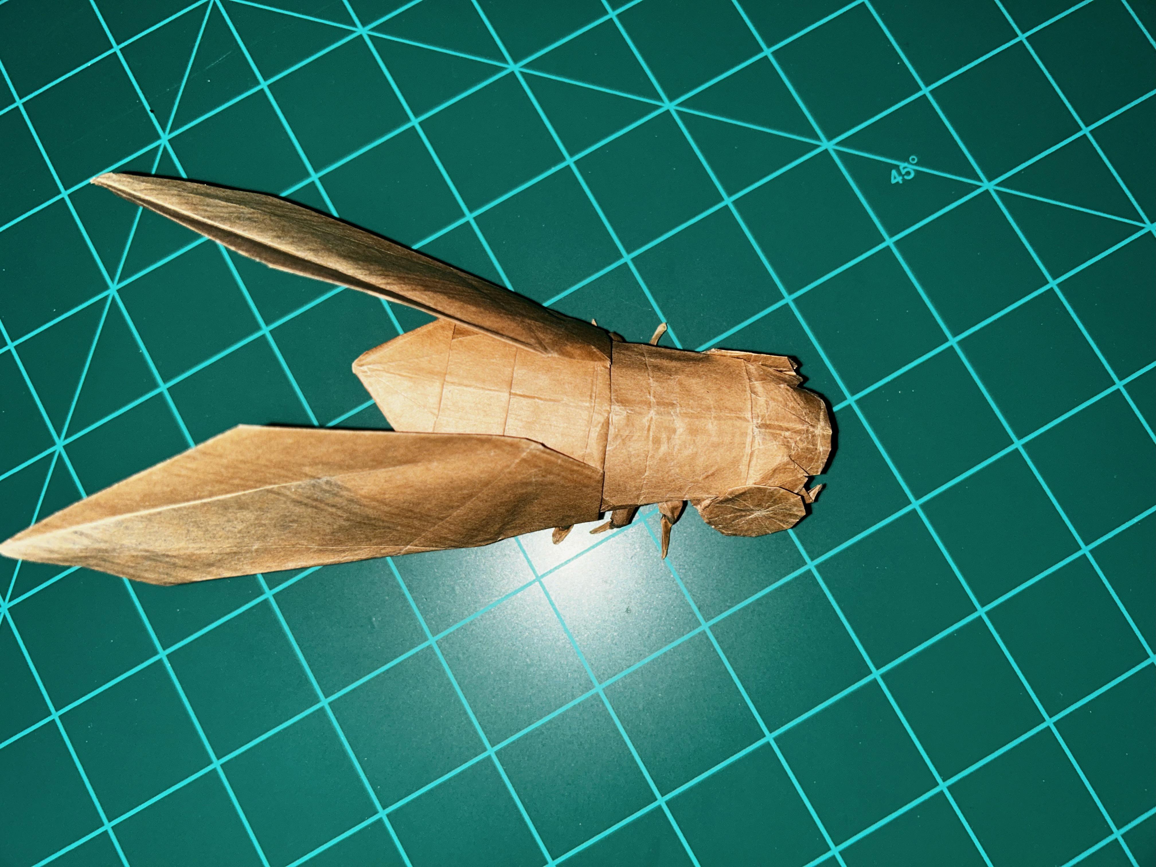 Origami cicada by robert j lang folded by me rorigami