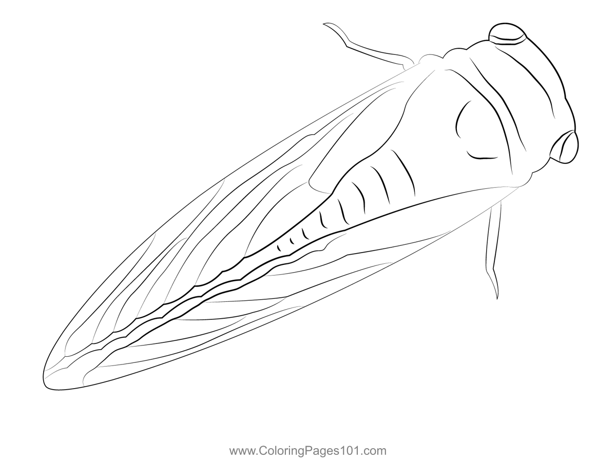P on cicadas colorg pages
