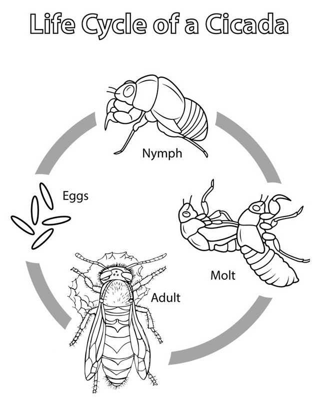 Best cicada coloring pages for kids