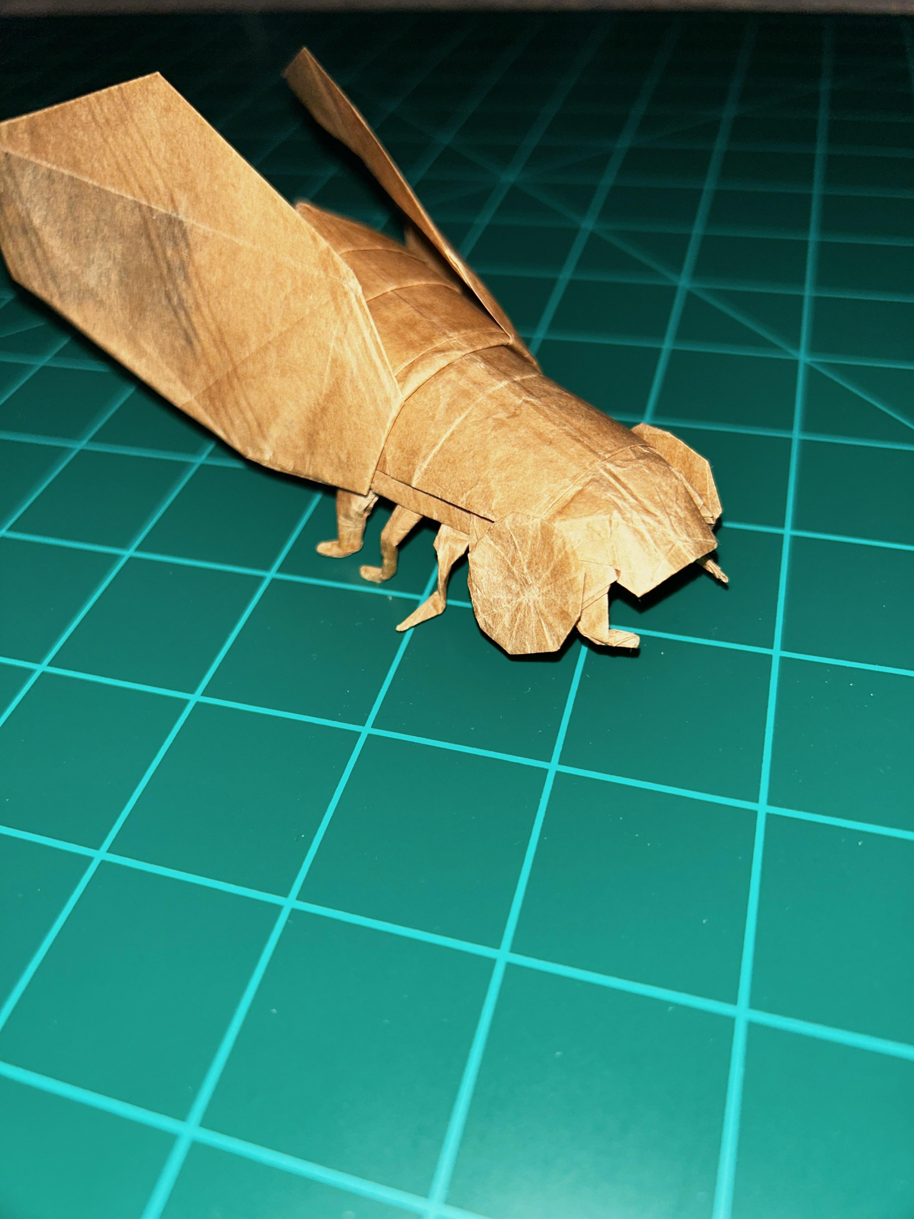 Origami cicada by robert j lang folded by me rorigami