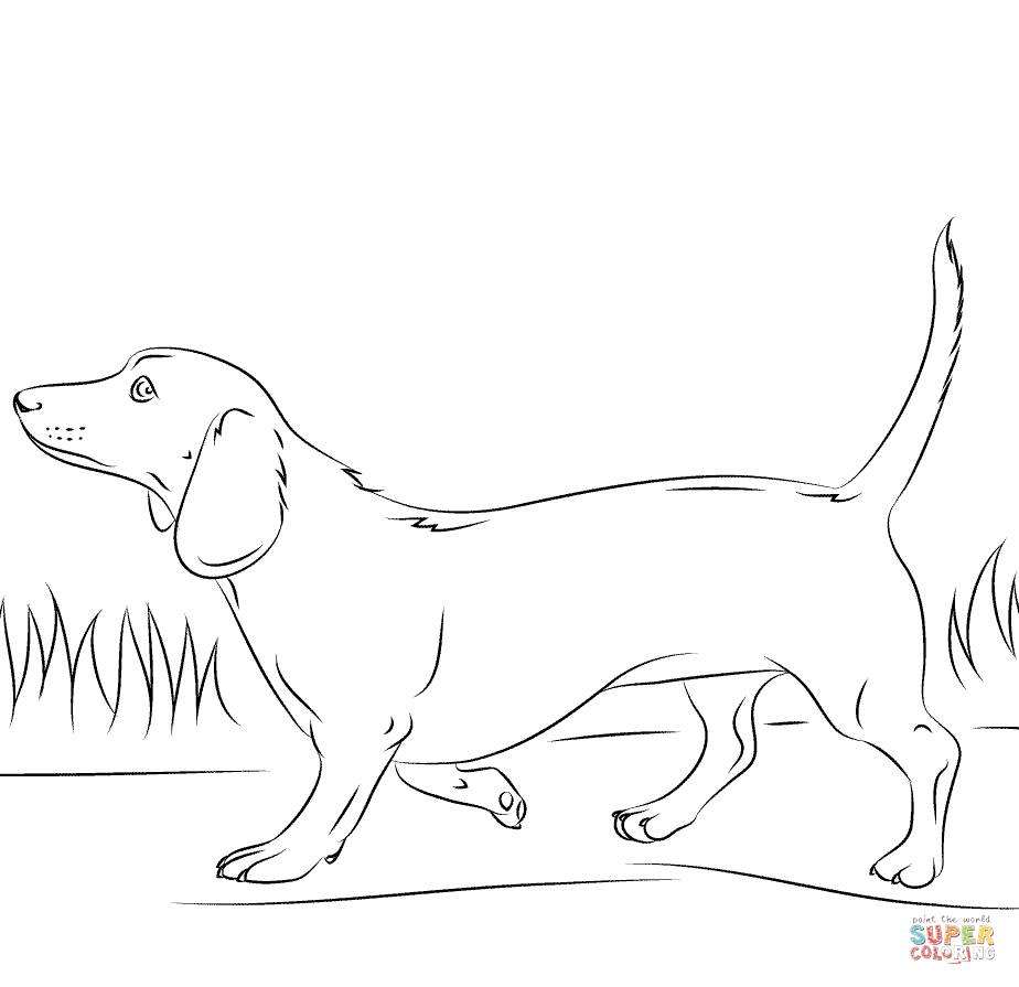 Dachshund dog coloring page free printable coloring pages