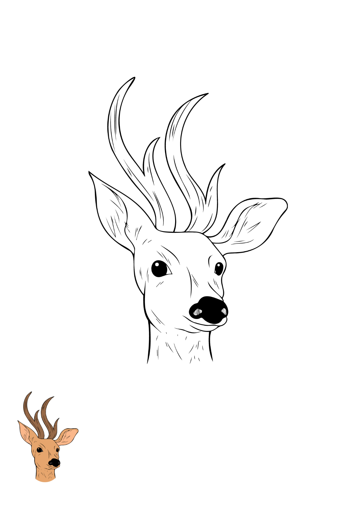Free deer coloring page s examples