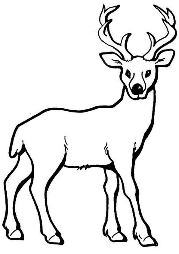 Deer with big horns colorg page for kids deer colorg pages animal colorg pages animal outle