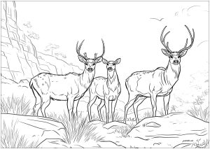 Deers