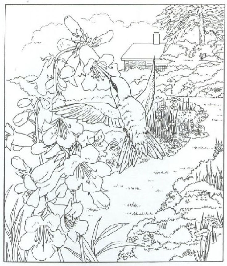 Very detailed realistic hummingbird coloring page for dieren kleurplaten kleurplaten gratis kleurplaten