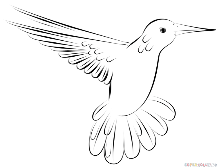 How to draw a hummingbird flying step by step drawing tutorials