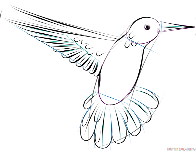 How to draw a hummingbird flying step by step drawing tutorials