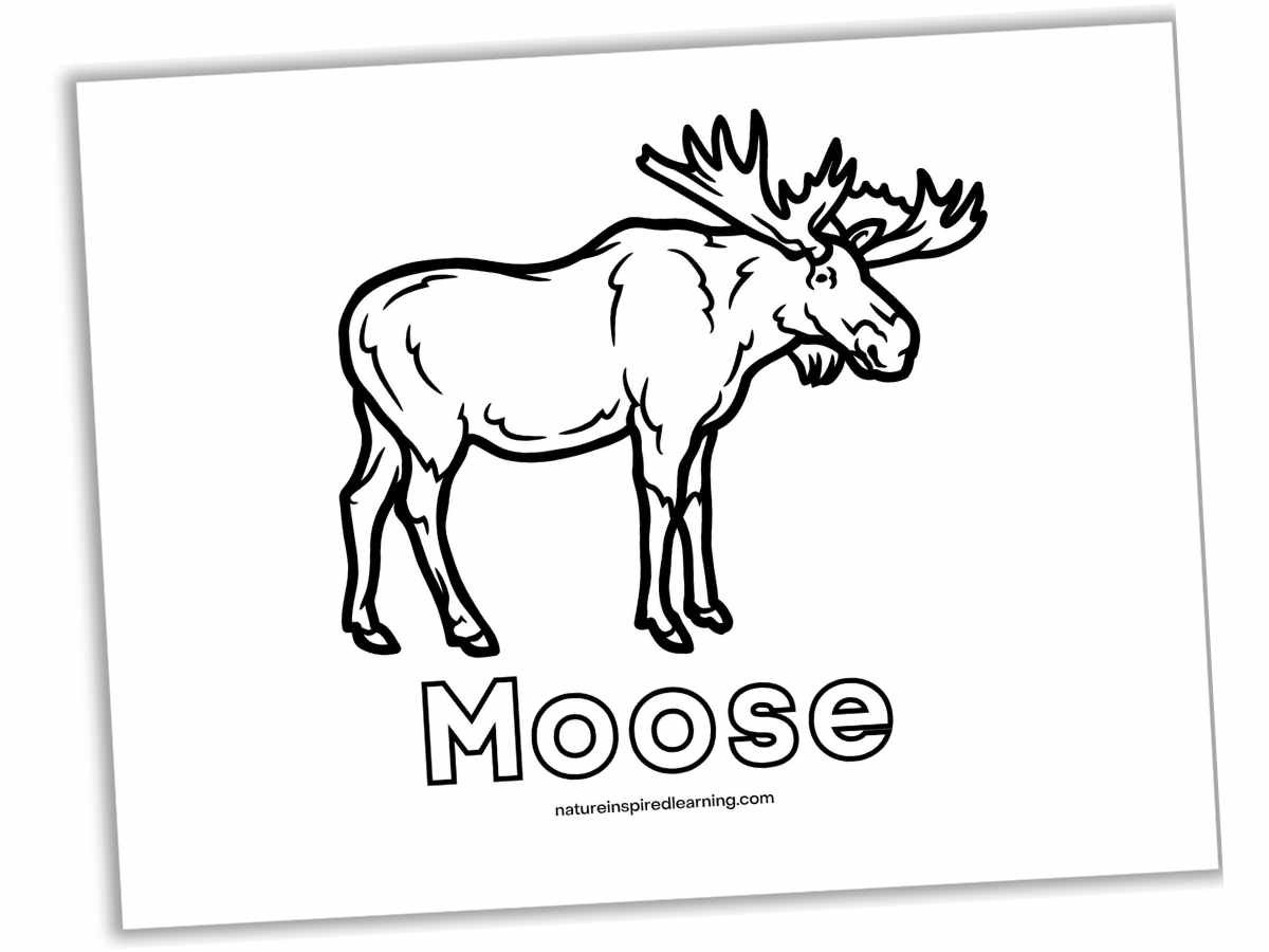 Moose coloring pages